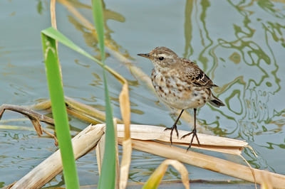 Water Pipit