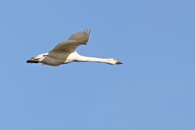 Tundra Swan