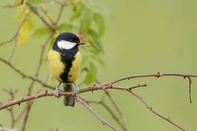 Great Tit