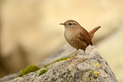 Winter Wren