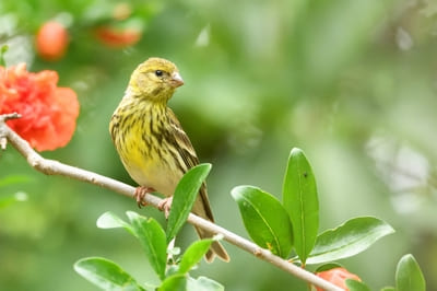 European Serin 