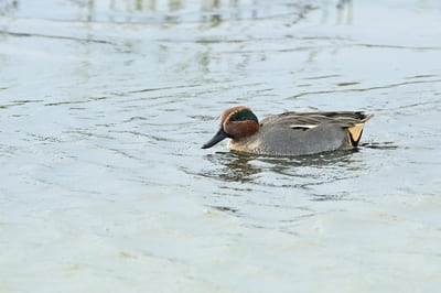 Eurasian Teal