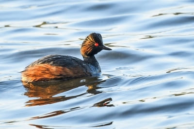 Black-necked Grebe