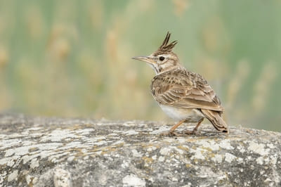 Crested Lark