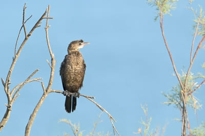 Pigmy Cormorant