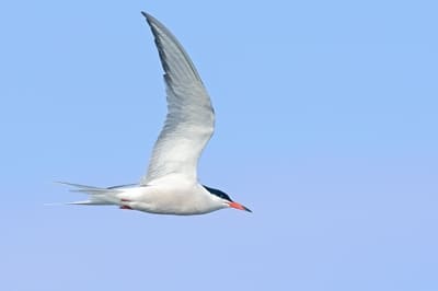 Common Tern