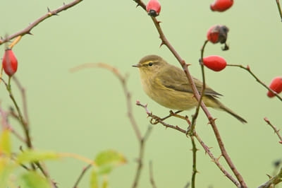 Chiff-chaff