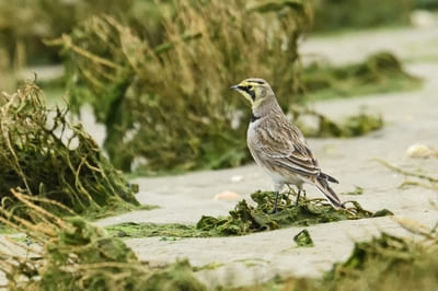 Horned Lark