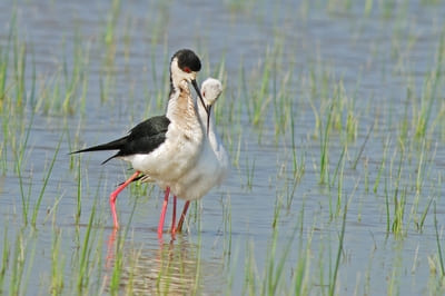 Black-winged Stilt