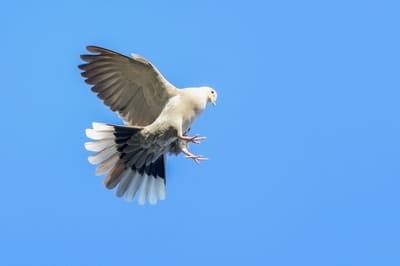 Collared Dove