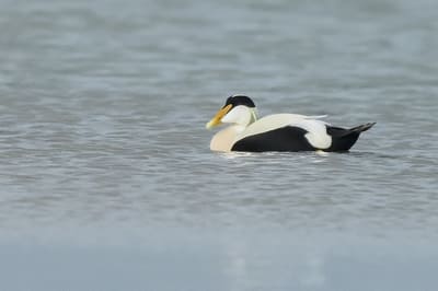 Eider