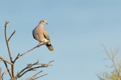 European turtle Dove