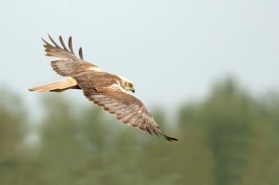 Western Marsh Harrier