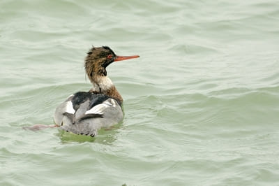 Red-breasted Merganser