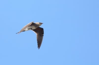 Pratincole