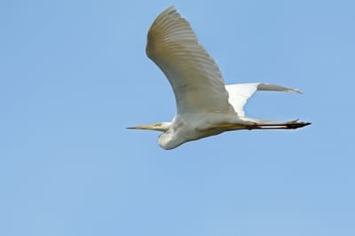 Great Egret