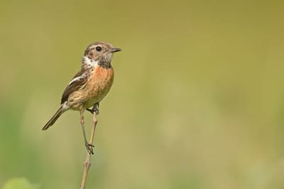 Common Stonechat