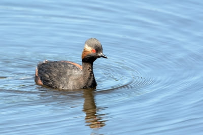 Black-necked Grebe