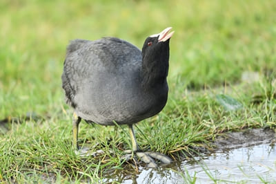 Black Coot