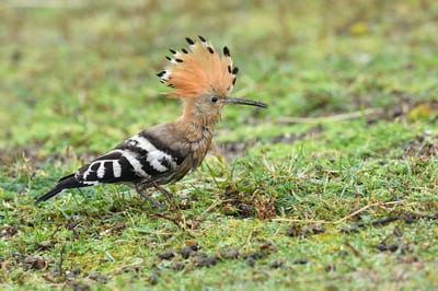 Hoopoe