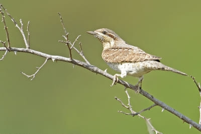 Northern Wryneck