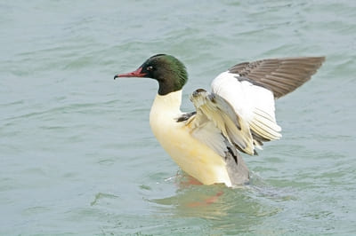 Goosander