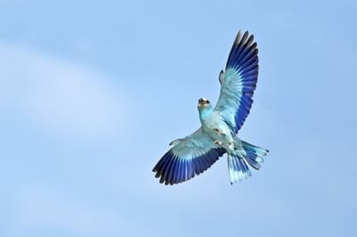 European Roller