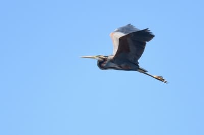 Purple Heron