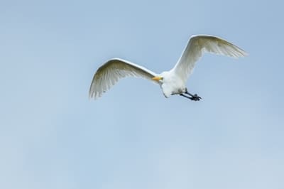 Great Egret