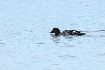 Common Goldeneye