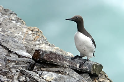 Common Guillemot 