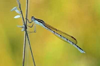 Common Winter Damselfly