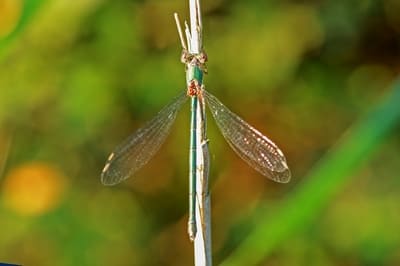 Willow Emerald Damselfly