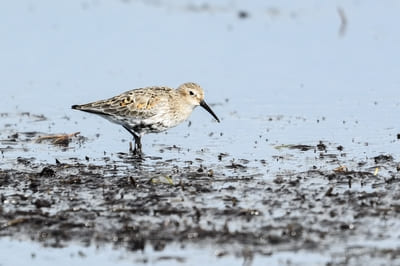 Dunlin