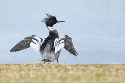 Red-breasted Merganser