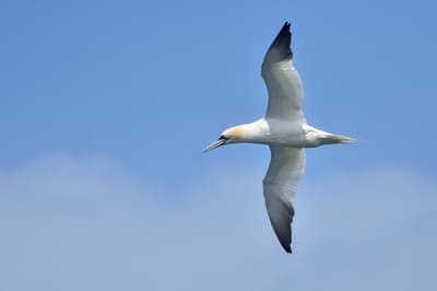 Northern Gannet