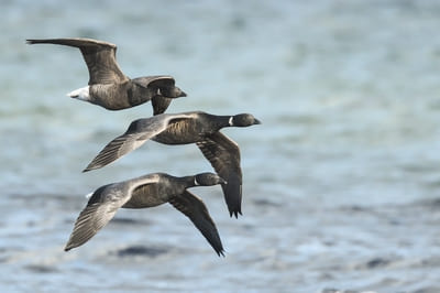 Brent Goose