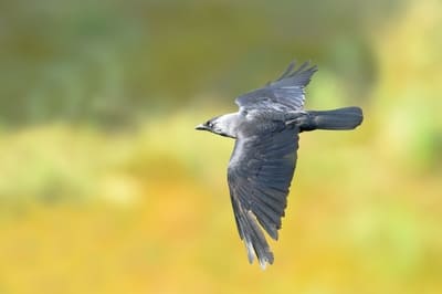 Jackdaw