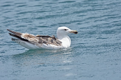 Great Black-backed Gull