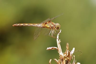 Common Darter