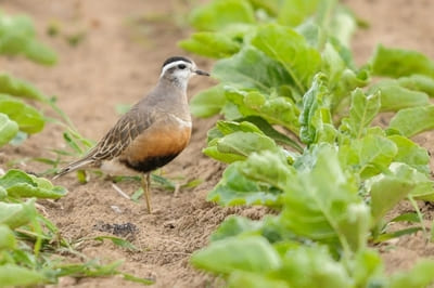 Eurasian Dotterel