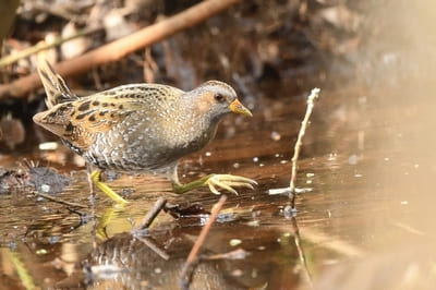 Spotted Crake