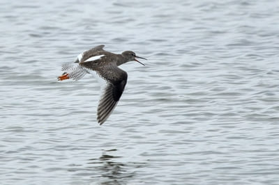 Common Redshank