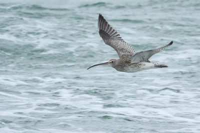 Western Curlew