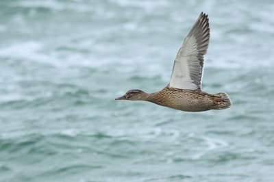 Gadwall