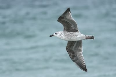 Greater Black-backed Gull