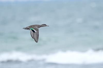 Green-winged Teal