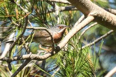 Eastern subalpine warbler