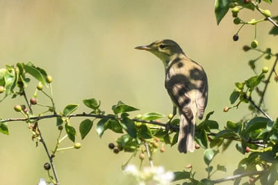 Melodious Warbler