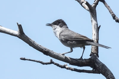 Eastern Orphean Warbler